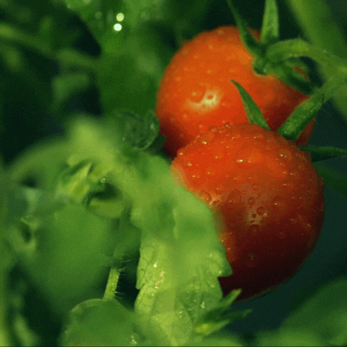 Tomato Magic: Your Secret Ingredient for Glowing Skin